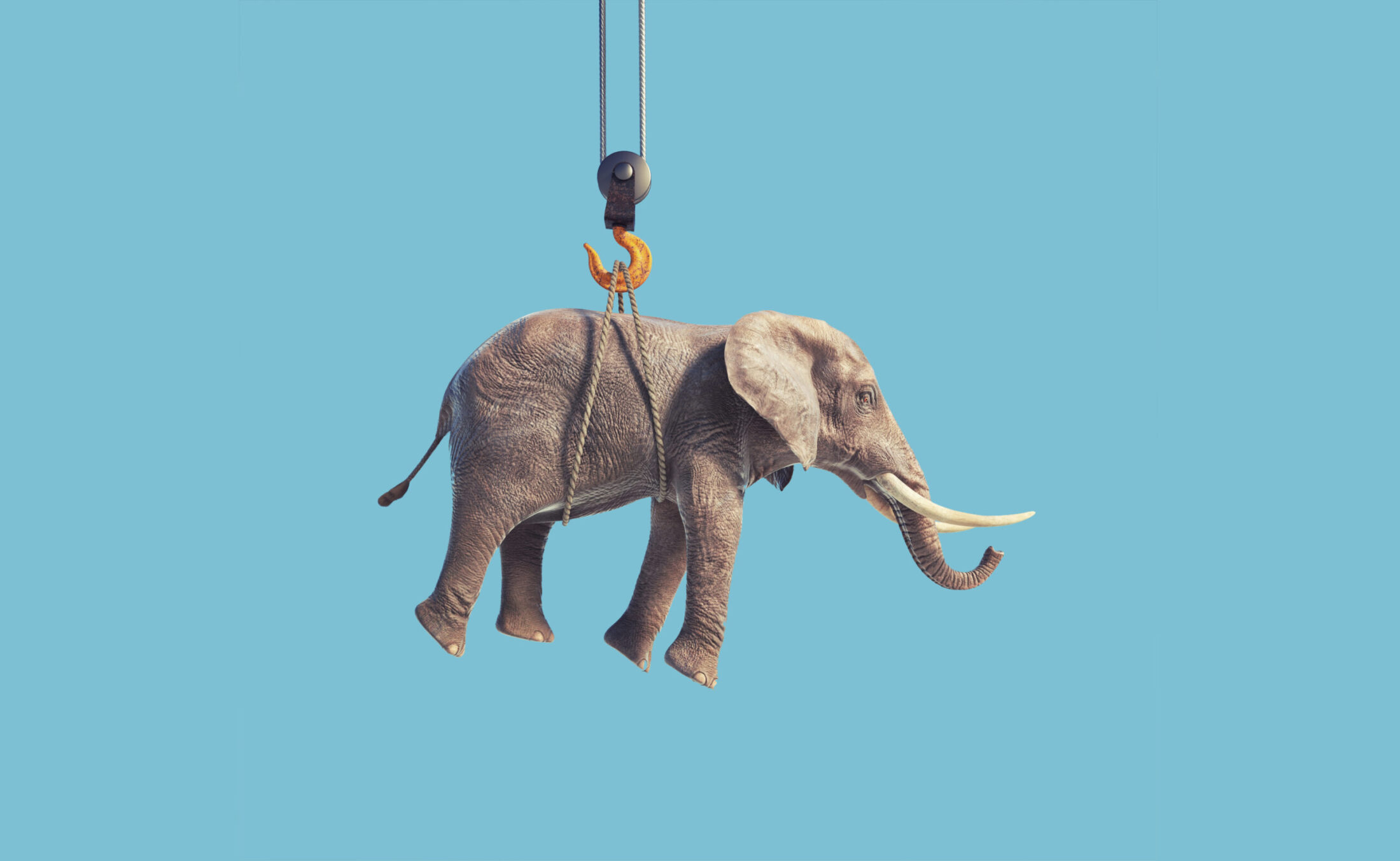 elephant carry
